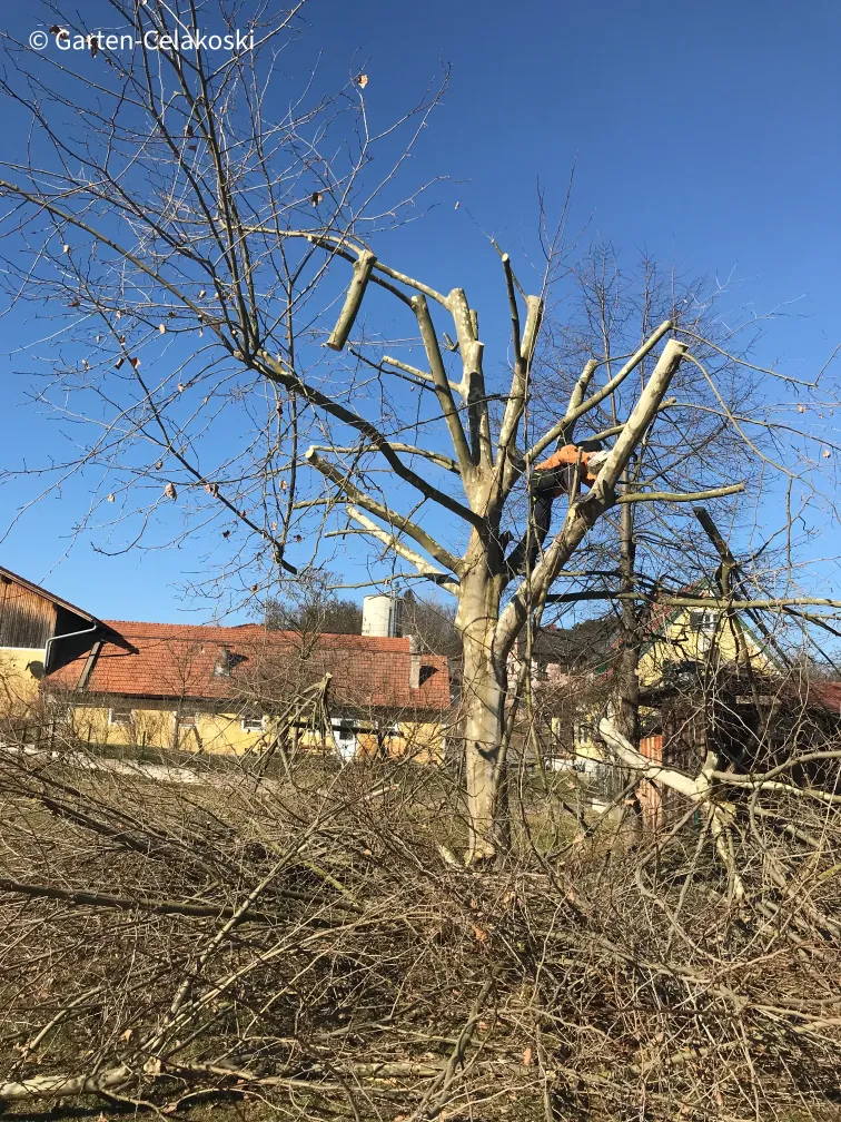 Baumfällung/Baumabtragung/