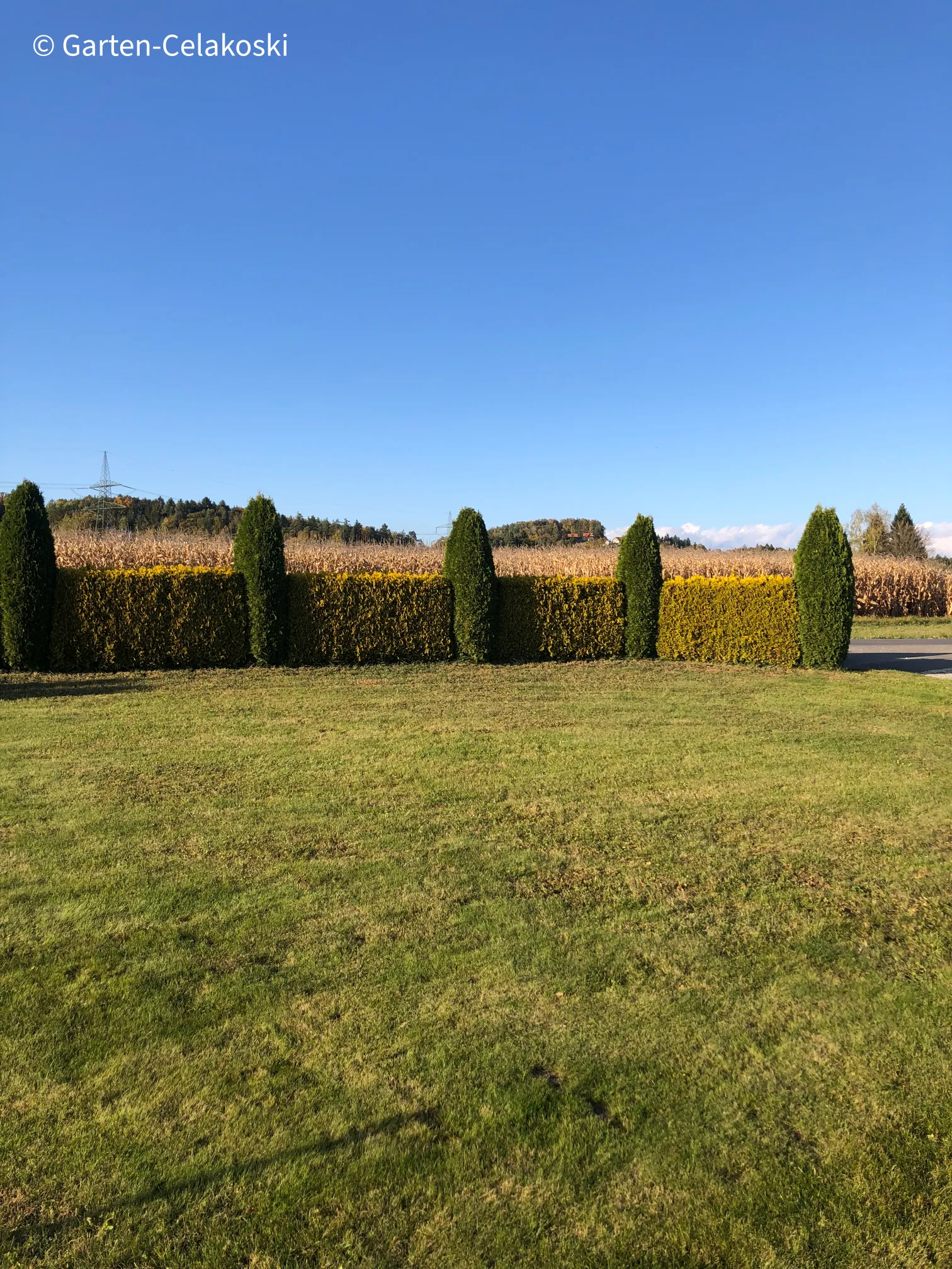 Bei diesen Bild wird gezeigt wenn Garten-Celakoski die aktuelle Wieße mäht und gleich direkt auch die Hecken und Sträucher schneidet.